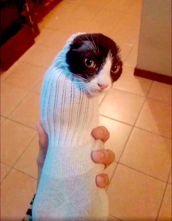 Sock cat Blank Meme Template