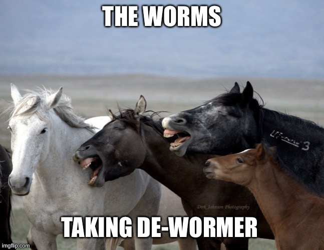 Horse Laugh | THE WORMS TAKING DE-WORMER | image tagged in horse laugh | made w/ Imgflip meme maker