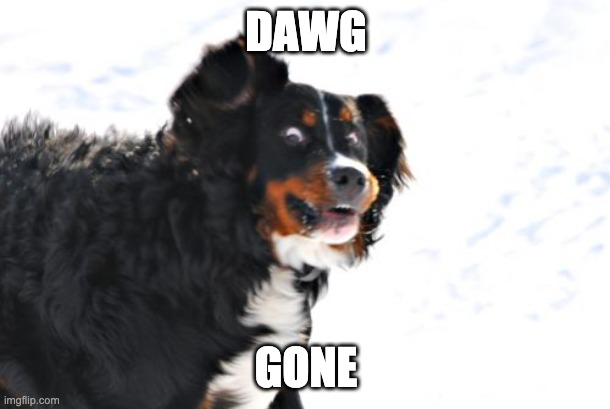 dawg | DAWG; GONE | image tagged in memes,crazy dawg | made w/ Imgflip meme maker