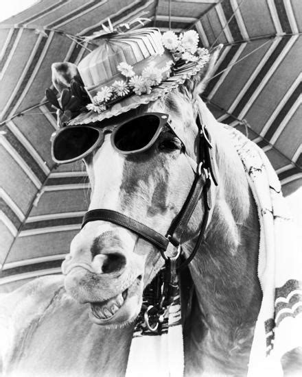 MISTER ED INCOGNITO Blank Meme Template
