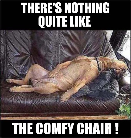 Just Relax ! | THERE'S NOTHING
QUITE LIKE; THE COMFY CHAIR ! | image tagged in dogs,relax,comfort,chair | made w/ Imgflip meme maker