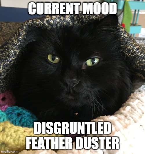 Disgruntled feather duster | CURRENT MOOD; DISGRUNTLED FEATHER DUSTER | image tagged in black cat | made w/ Imgflip meme maker