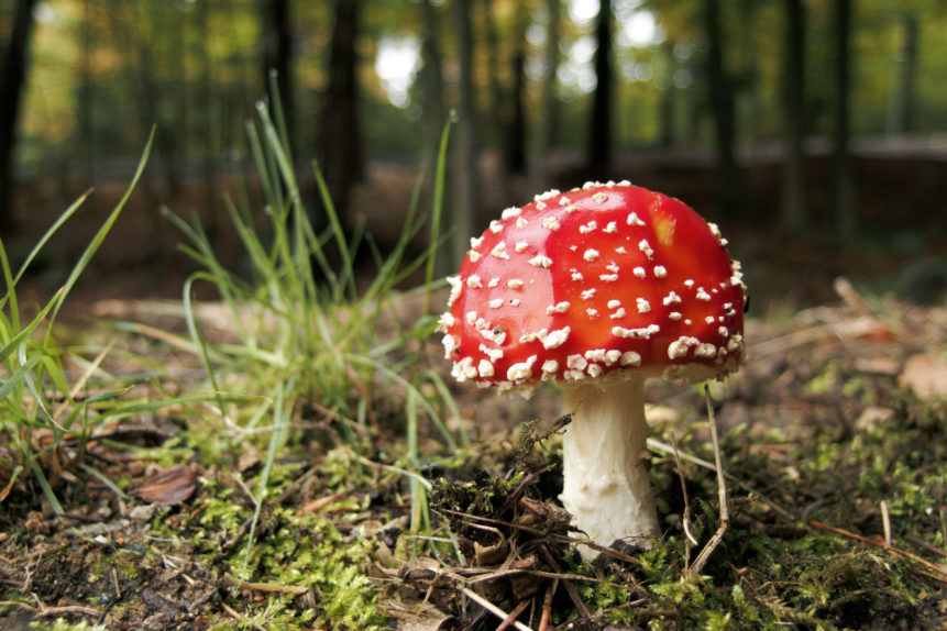 fly agaric Blank Meme Template