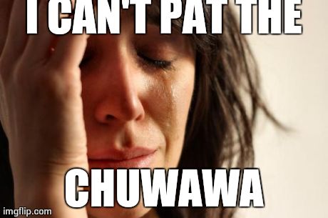 First World Problems Meme | I CAN'T PAT THE CHUWAWA | image tagged in memes,first world problems | made w/ Imgflip meme maker