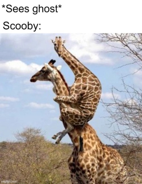 ruh roh raggy! | image tagged in scooby dooby doo | made w/ Imgflip meme maker