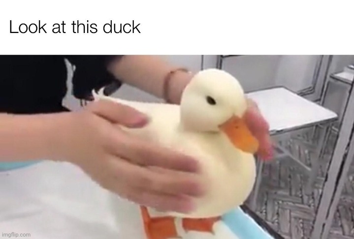 duck | made w/ Imgflip meme maker