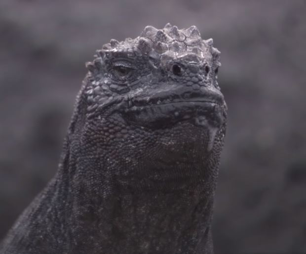 High Quality Annoyed Galapagos Marine Iguana Blank Meme Template