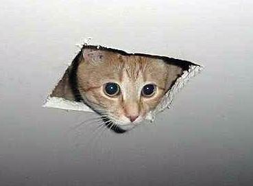 Ceiling cat Blank Meme Template
