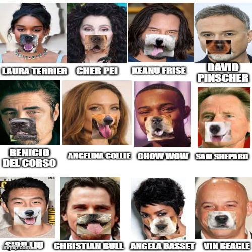Celebrity dog names | image tagged in celebrities,dogs,memes,funny,funny memes | made w/ Imgflip meme maker