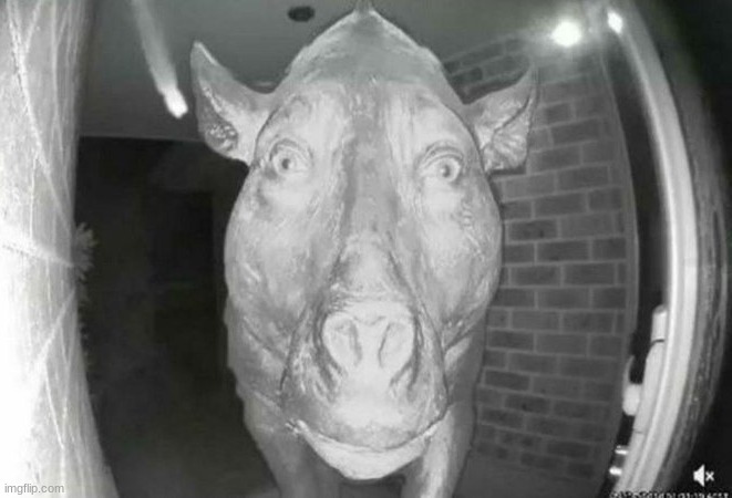 scary pig thing | image tagged in scary pig thing | made w/ Imgflip meme maker