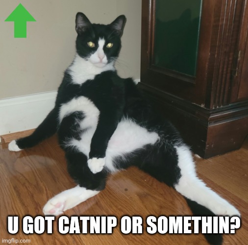 Ayo | U GOT CATNIP OR SOMETHIN? | image tagged in ayo | made w/ Imgflip meme maker