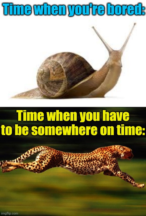 Time bandits | Time when you're bored:; Time when you have to be somewhere on time: | image tagged in snail,cheetah,time,moving,slow,fast | made w/ Imgflip meme maker