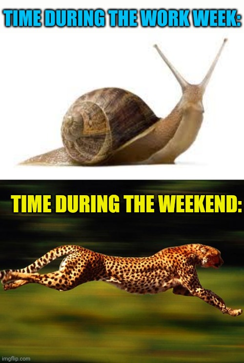 Time and Time again | TIME DURING THE WORK WEEK:; TIME DURING THE WEEKEND: | image tagged in snail,cheetah,time,moving,work,weekend | made w/ Imgflip meme maker