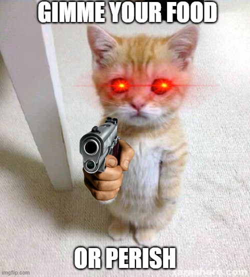 Cute Cat Meme | GIMME YOUR FOOD; OR PERISH | image tagged in memes,cute cat | made w/ Imgflip meme maker