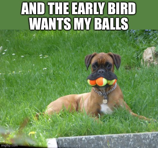 AND THE EARLY BIRD
WANTS MY BALLS | made w/ Imgflip meme maker