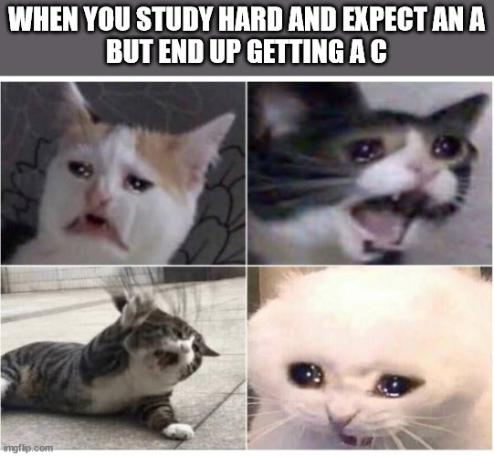 study hard cat
