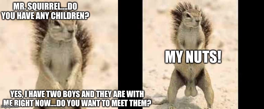 My two special boys.... | MR. SQUIRREL....DO YOU HAVE ANY CHILDREN? MY NUTS! YES, I HAVE TWO BOYS AND THEY ARE WITH ME RIGHT NOW....DO YOU WANT TO MEET THEM? | image tagged in squirrel nuts,children,nuts,joke,food,family | made w/ Imgflip meme maker
