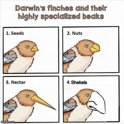 Survival of the Richest |  Shekels; ———-; —— | image tagged in funny,jews,darwin award,theft,birds,beak | made w/ Imgflip meme maker