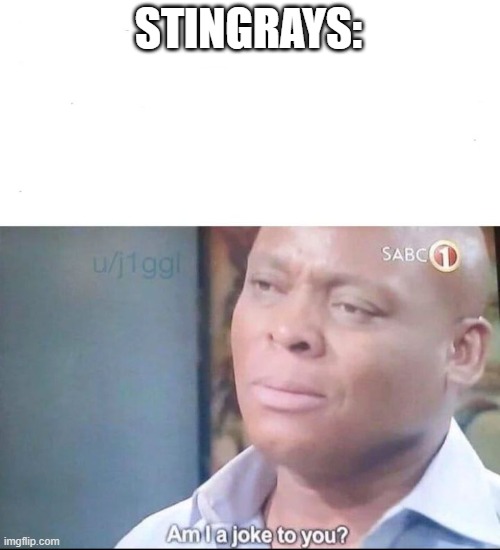 am I a joke to you | STINGRAYS: | image tagged in am i a joke to you | made w/ Imgflip meme maker