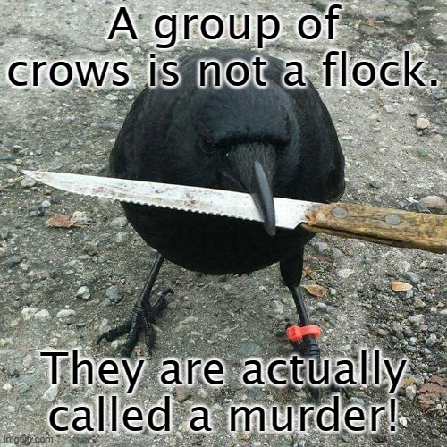 #DeadlyBod #Crow #Knife |  A group of crows is not a flock. They are actually called a murder! | image tagged in deadlybod crow knife | made w/ Imgflip meme maker