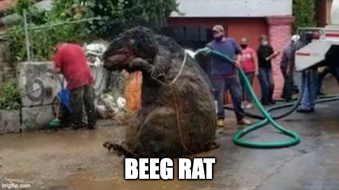 BEEG RAT | image tagged in rat,cursed | made w/ Imgflip meme maker
