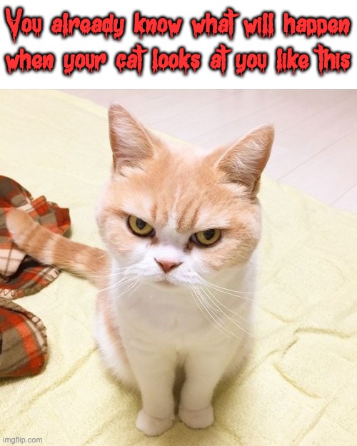 You already know what will happen when your cat looks at you like this | image tagged in cats,yes,stare | made w/ Imgflip meme maker