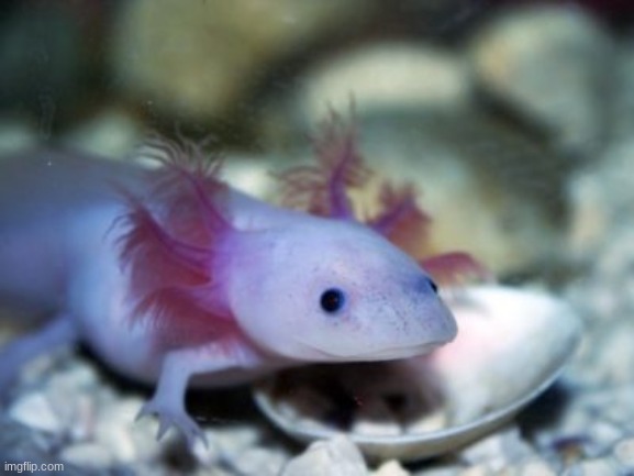 ded strem axolotl time :D | made w/ Imgflip meme maker