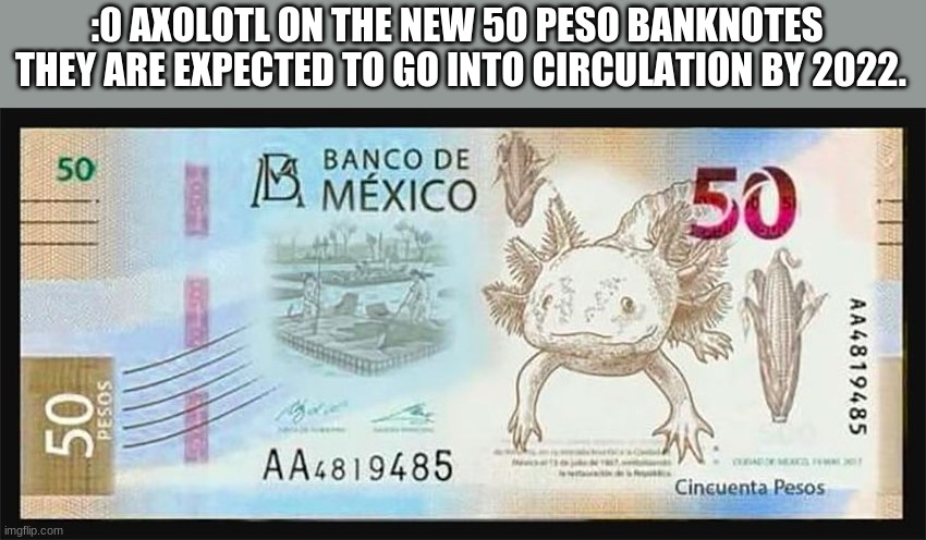:0 AXOLOTL ON THE NEW 50 PESO BANKNOTES 
THEY ARE EXPECTED TO GO INTO CIRCULATION BY 2022. | made w/ Imgflip meme maker