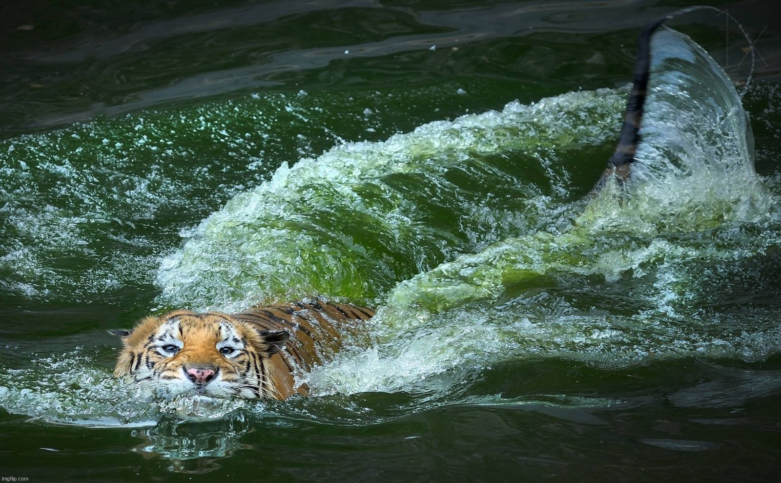 image tagged in awesome | made w/ Imgflip meme maker