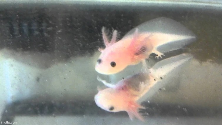 bab axolotl | made w/ Imgflip meme maker