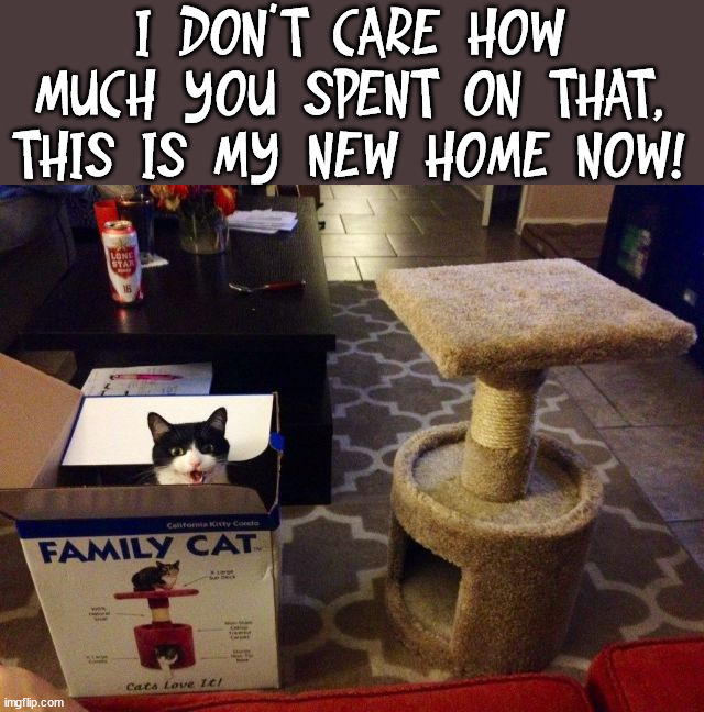 I DON'T CARE HOW MUCH YOU SPENT ON THAT, THIS IS MY NEW HOME NOW! | image tagged in cats | made w/ Imgflip meme maker