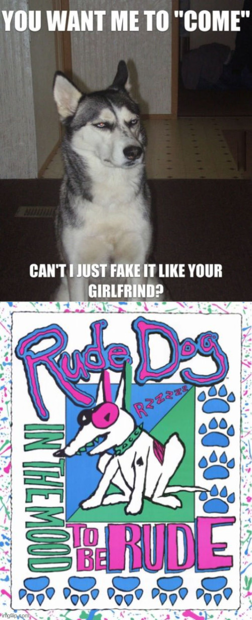image tagged in dogs | made w/ Imgflip meme maker