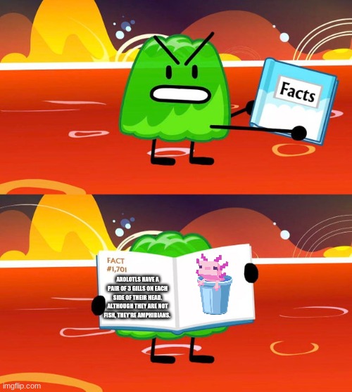 that's all for today  thank you for spending the time to look at axolotls and to learn new things :3 | AXOLOTLS HAVE A PAIR OF 3 GILLS ON EACH SIDE OF THEIR HEAD. ALTHOUGH THEY ARE NOT FISH, THEY'RE AMPHIBIANS. | image tagged in gelatin's book of facts | made w/ Imgflip meme maker