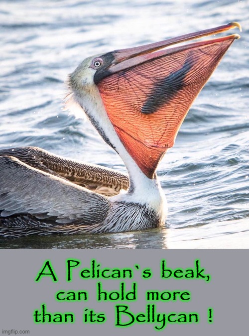 Bellycan ! | A  Pelican`s  beak,
can  hold  more
than  its  Bellycan  ! | image tagged in pelican | made w/ Imgflip meme maker