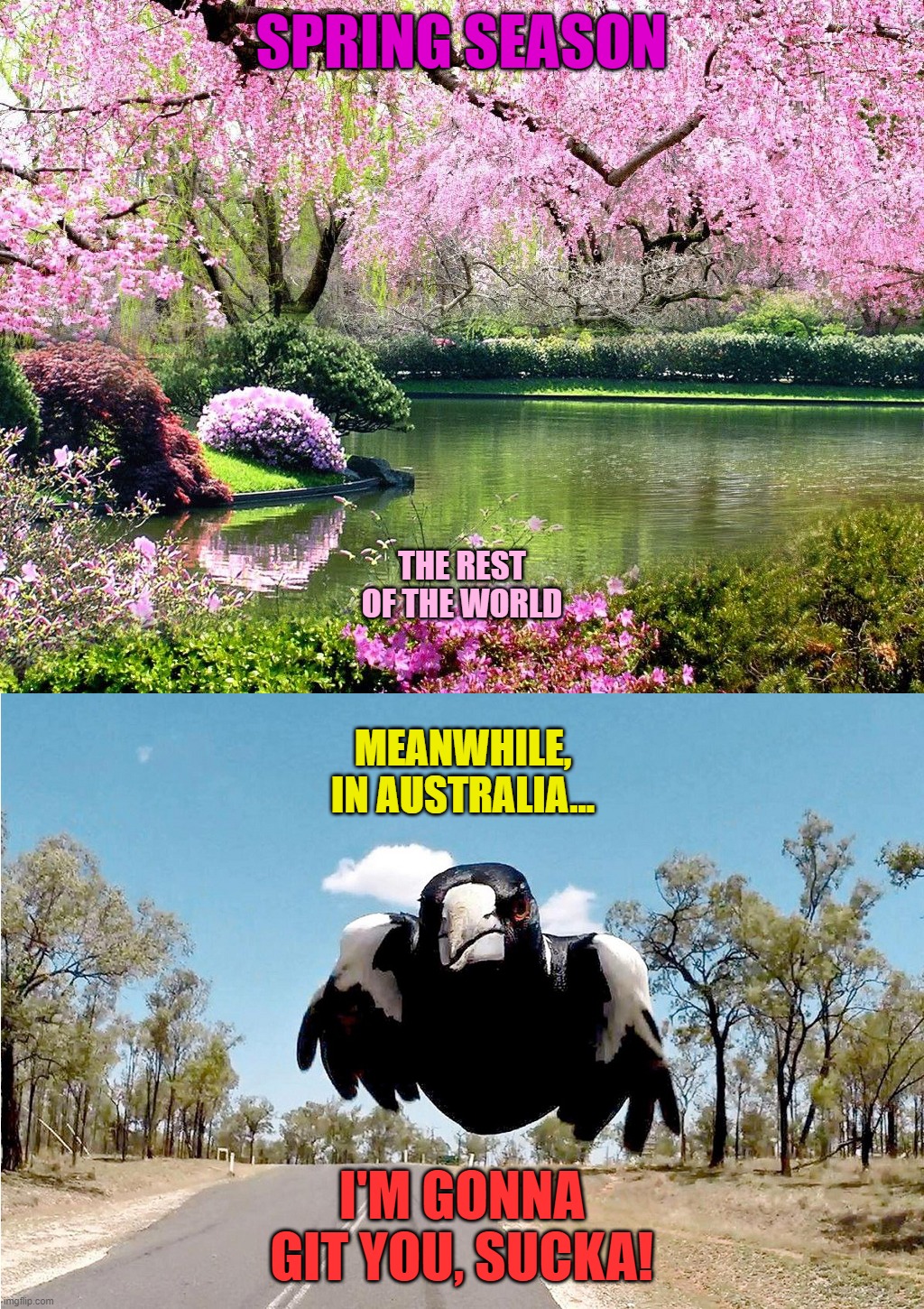 Spring Contrasts |  SPRING SEASON; THE REST OF THE WORLD; MEANWHILE, IN AUSTRALIA... I'M GONNA GIT YOU, SUCKA! | image tagged in funny,nature,seasons,magpie,australia | made w/ Imgflip meme maker