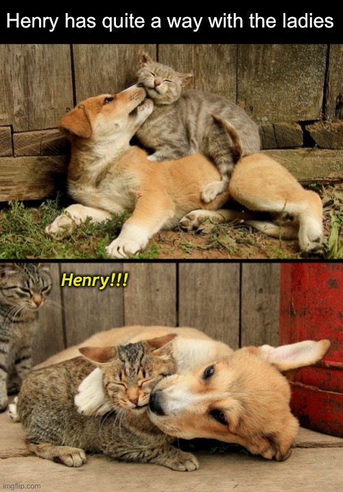 Bow-wow-wow-yippie-yo-yippie-yeah | Henry has quite a way with the ladies; Henry!!! | image tagged in funny dog memes | made w/ Imgflip meme maker