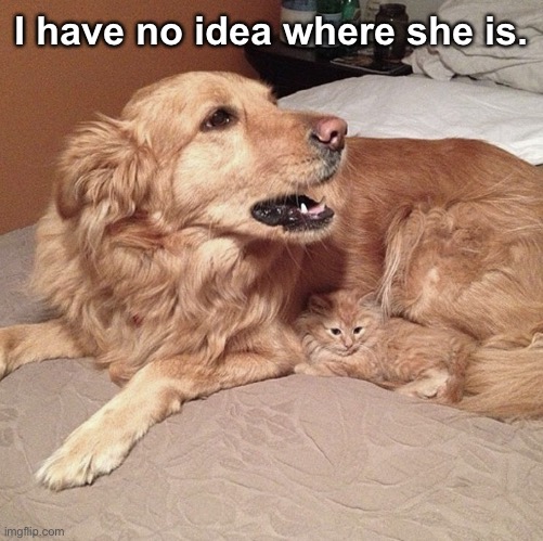 Cameowflaged | I have no idea where she is. | image tagged in funny dog memes,funny memes,dogs an cats | made w/ Imgflip meme maker