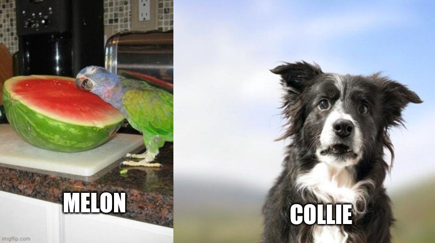 COLLIE MELON | image tagged in parrot melon,surprised border collie | made w/ Imgflip meme maker