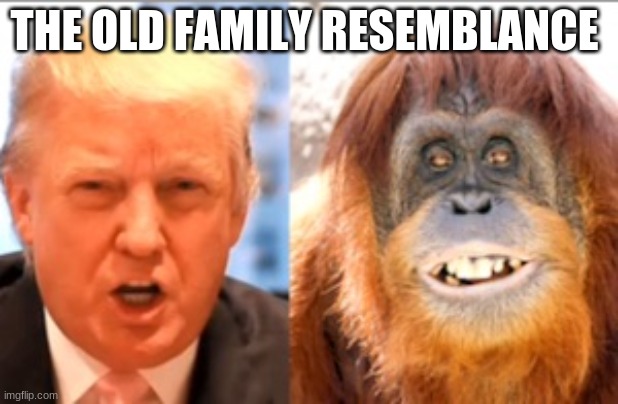 Donald | THE OLD FAMILY RESEMBLANCE | image tagged in donald trump is an orangutan | made w/ Imgflip meme maker