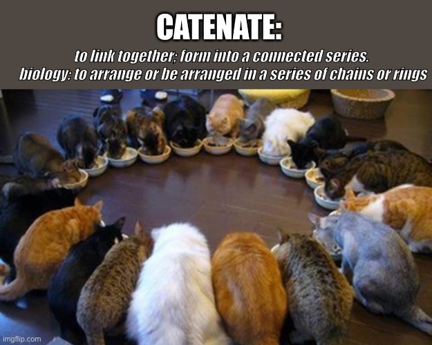 Catenate Blank Meme Template