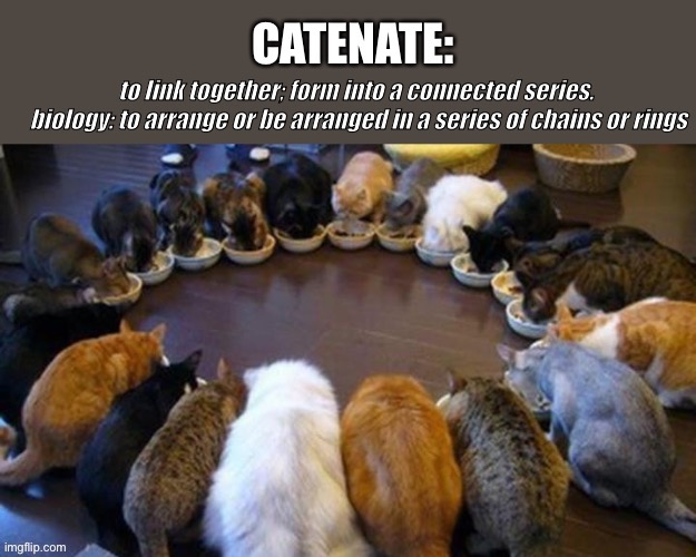 Catenate | image tagged in catenate | made w/ Imgflip meme maker