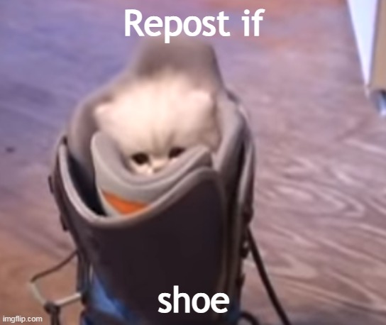 shoe | Repost if; shoe | image tagged in shoe | made w/ Imgflip meme maker