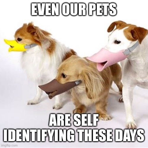 If it barks like a duck | EVEN OUR PETS; ARE SELF IDENTIFYING THESE DAYS | image tagged in dogs | made w/ Imgflip meme maker