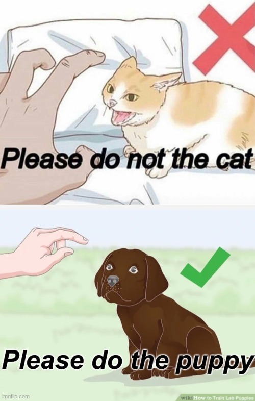 okey i will the puppy | image tagged in please do not the cat,please do the puppy | made w/ Imgflip meme maker