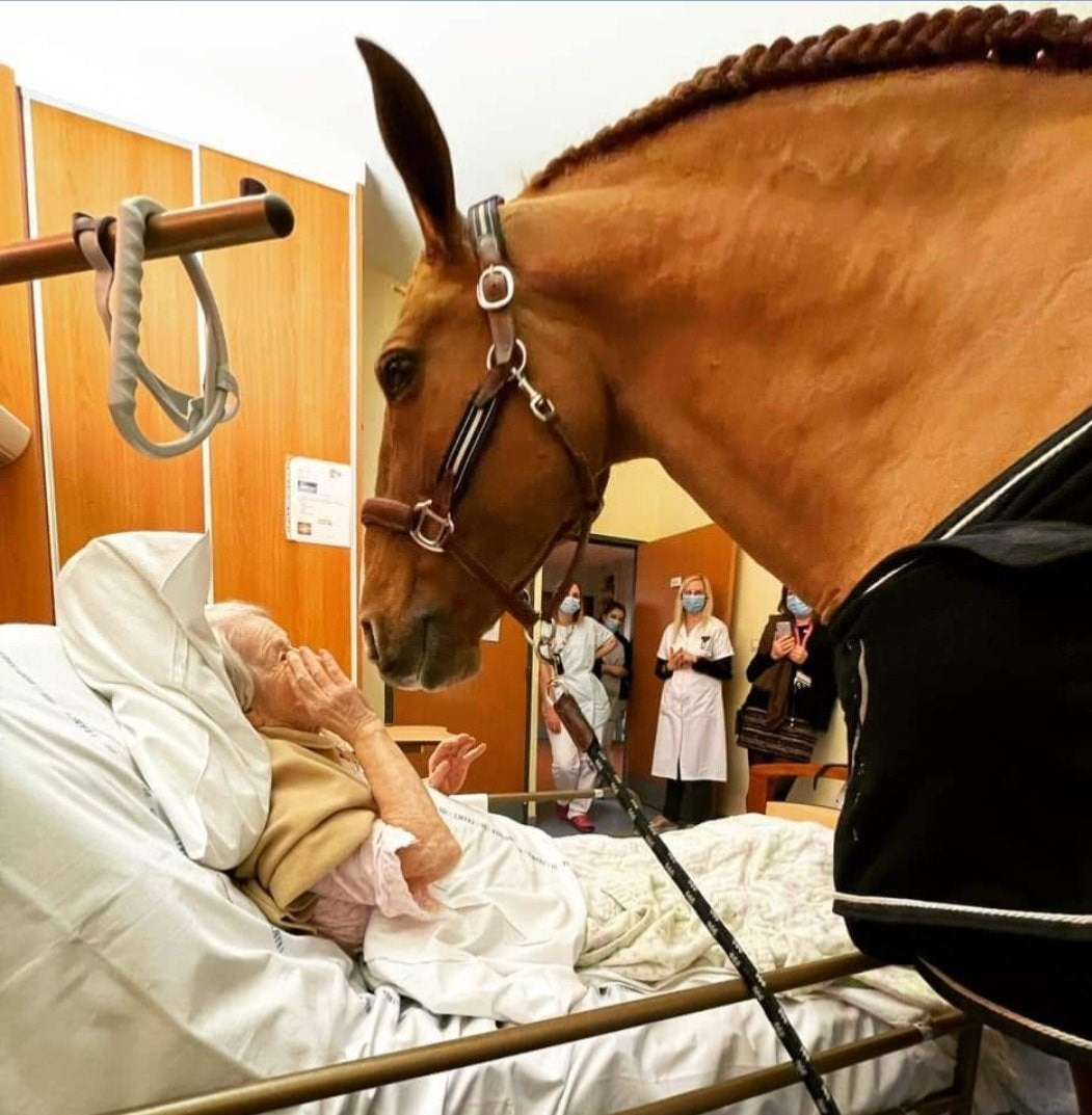 Hospital horse Blank Meme Template