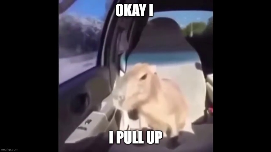 Coconut Doggy | OKAY I; I PULL UP | image tagged in capybara,coconut,doggy | made w/ Imgflip meme maker
