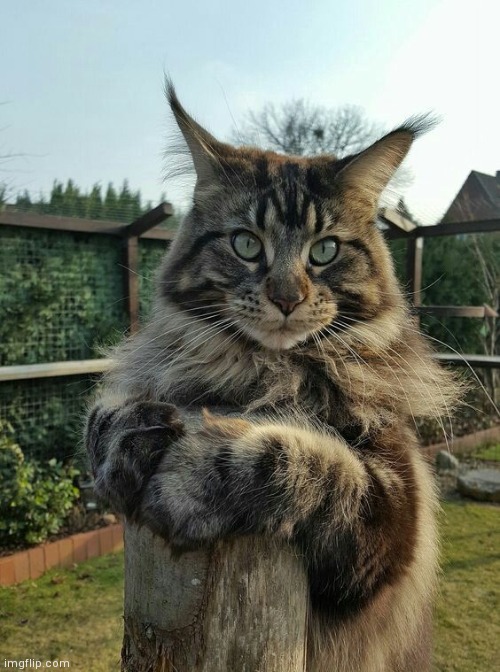 Maine Coon Cat on a post | image tagged in maine coon cat on a post | made w/ Imgflip meme maker
