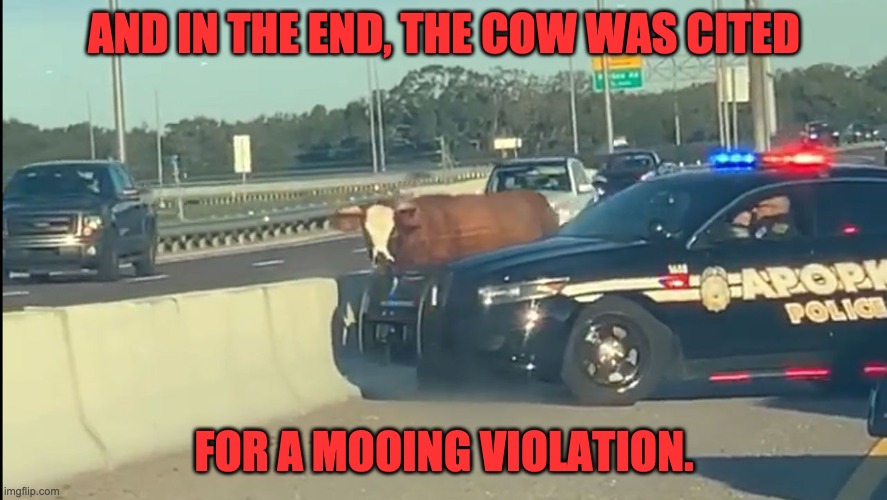 Moo | AND IN THE END, THE COW WAS CITED; FOR A MOOING VIOLATION. | image tagged in bad pun | made w/ Imgflip meme maker