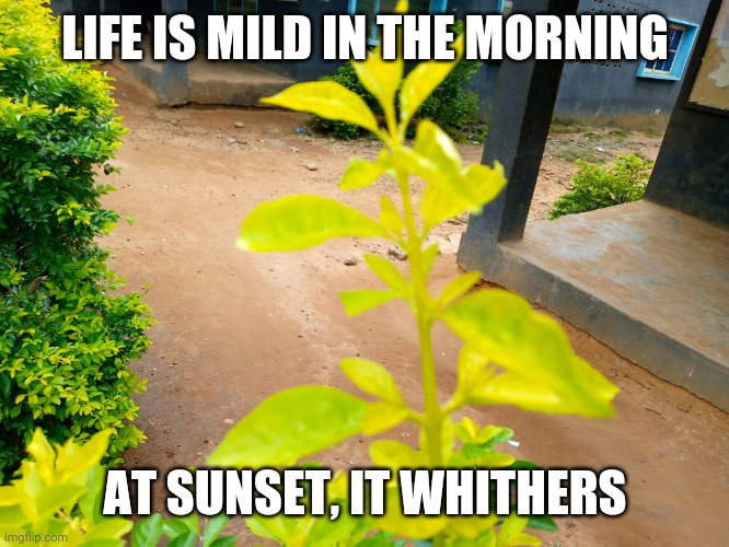 Morning and night | LIFE IS MILD IN THE MORNING; AT SUNSET, IT WHITHERS | image tagged in life lessons | made w/ Imgflip meme maker