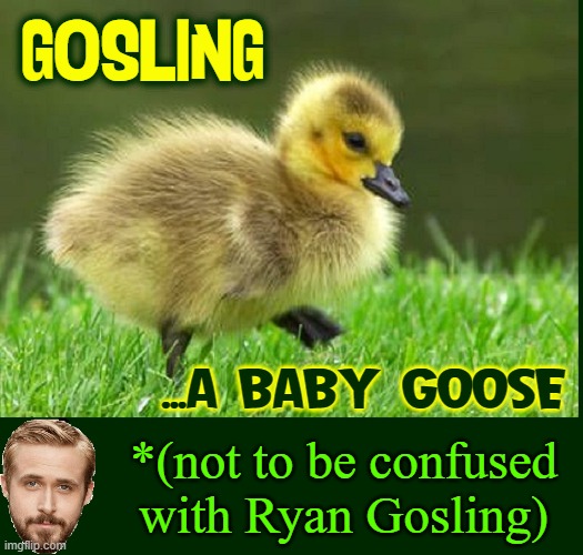 God's Creatures (Top Picture Only!) | GOSLING; ...A BABY GOOSE; *(not to be confused with Ryan Gosling) | image tagged in vince vance,goose,geese,gosling,ryan gosling,memes | made w/ Imgflip meme maker